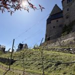 Es grünt im Limburger Schloßwingert !